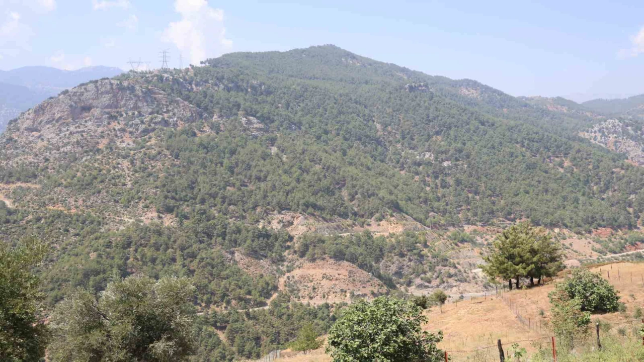 Adanada orman yangınıyla küle dönen 4 bin hektarda fidanlar tekrar büyüdü