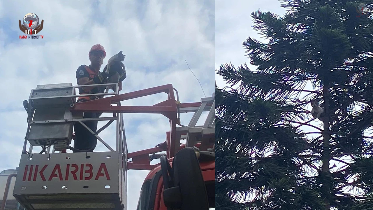 Ağaçta mahsur kalan kedi kurtarıldı