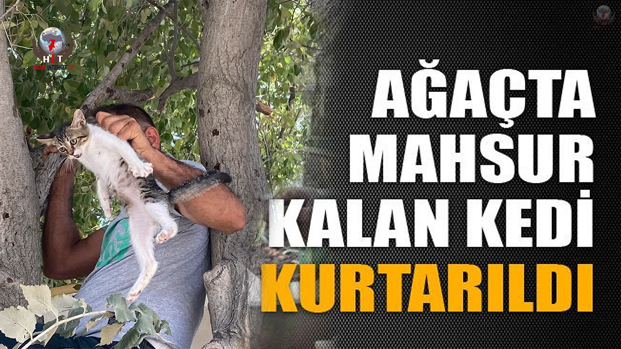 Ağaçta mahsur kalan yavru kedi vatandaşın dikkatiyle kurtarıldı