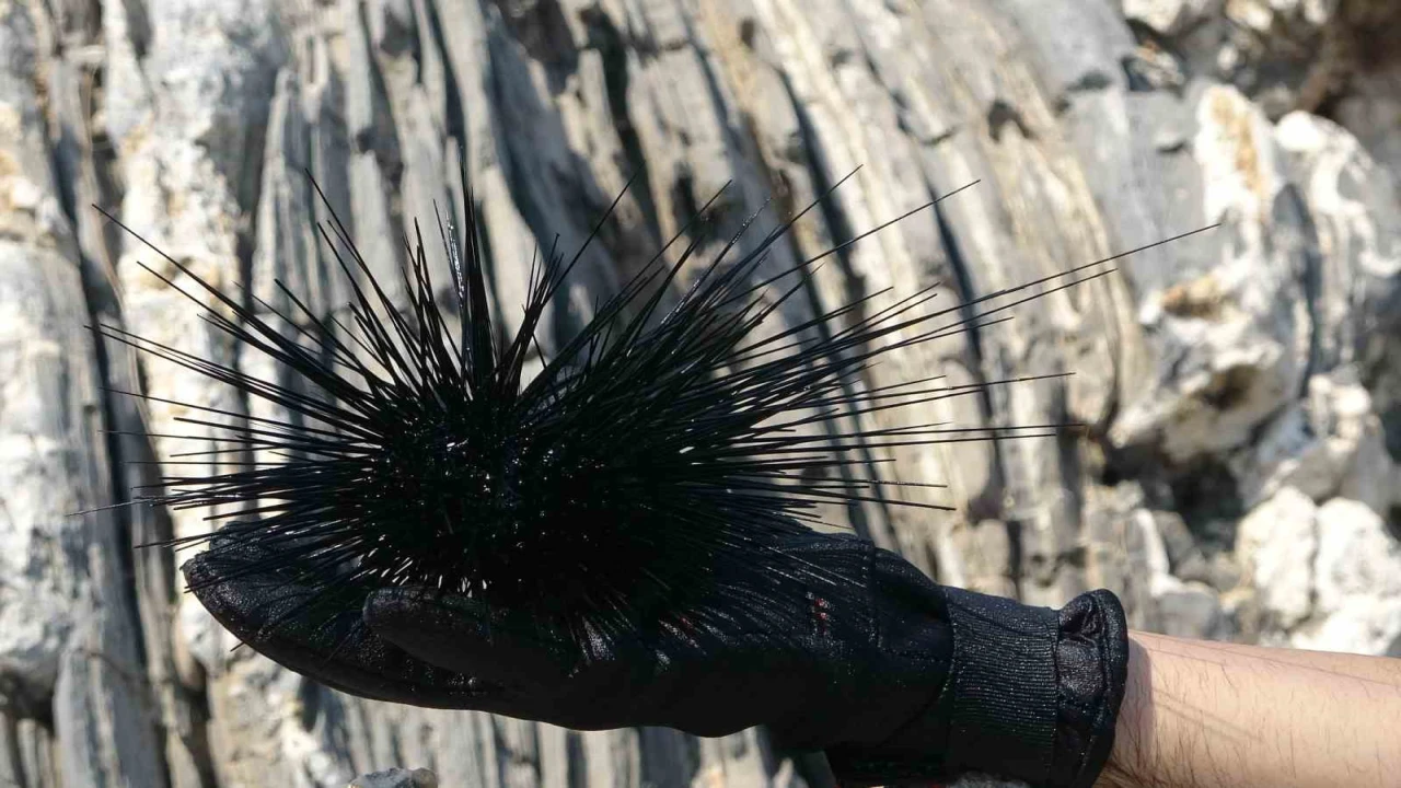 Akdenizde bir dönem korku salmıştı, zehirli istilacı tür yok olmaya başladı
