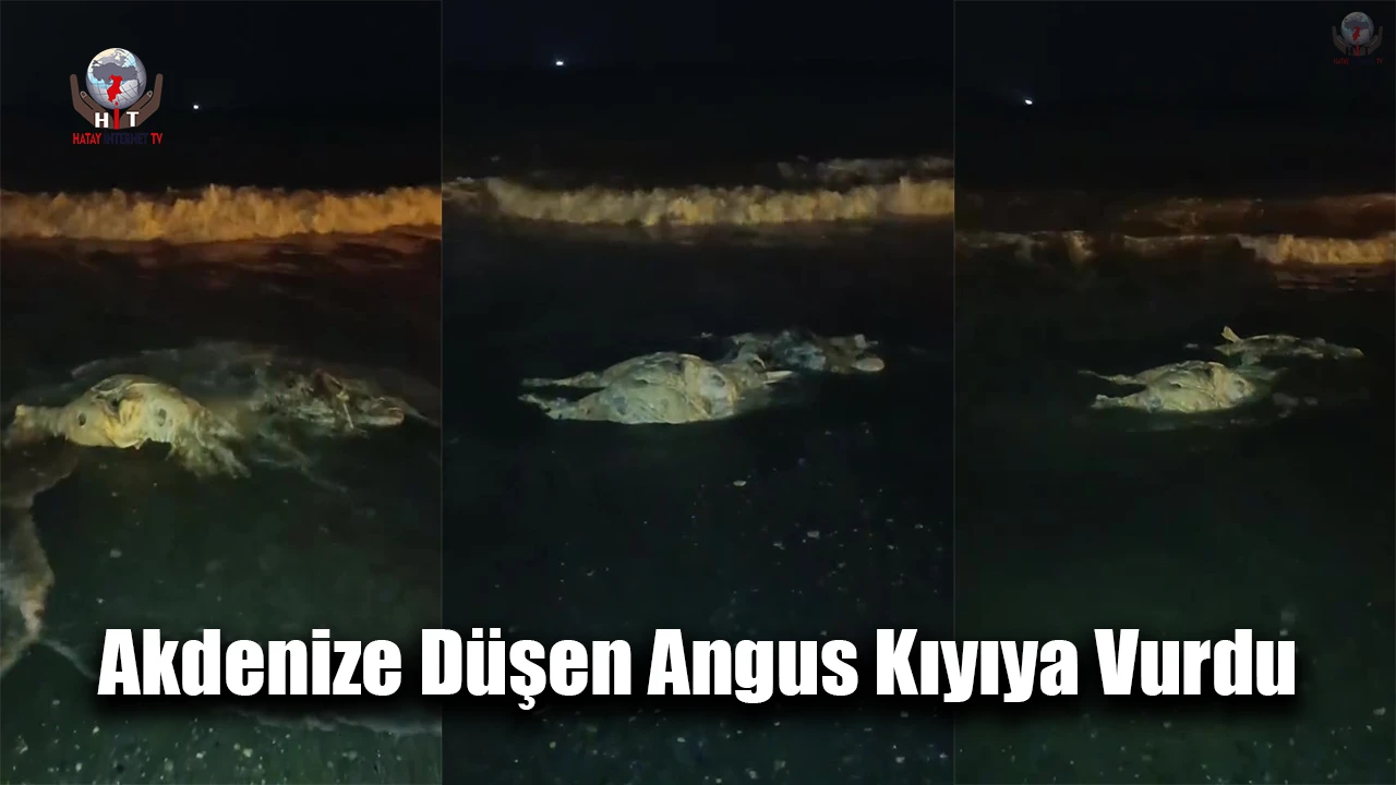 Akdenize düşen angus kıyıya vurdu