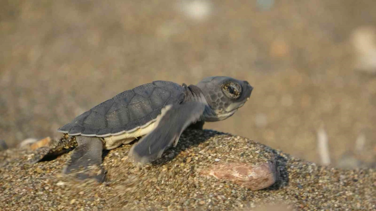 Akdenizin simgesi yavru carettaların çıkışı tüm hızıyla sürüyor