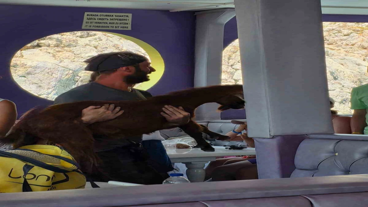 Alanyada 3 gündür mahsur kalan dağ keçisini tur teknecileri kurtardı