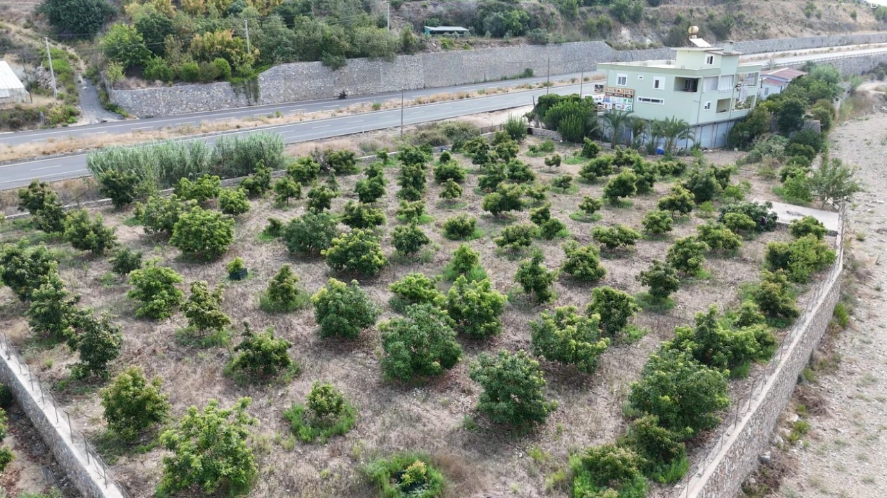 Alanyada erkenci Clifton cinsi avokado hasadı başladı