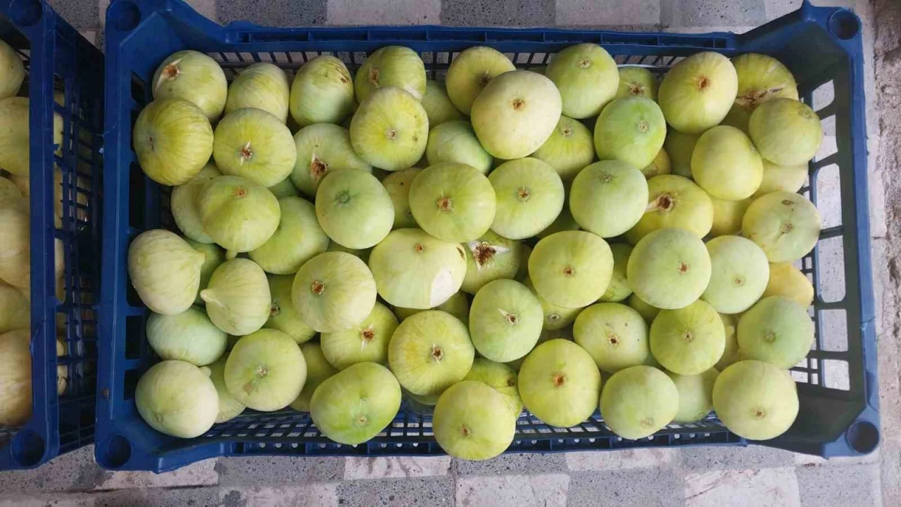 Altından bal damlayan incir üreticisinin yüzü güldü