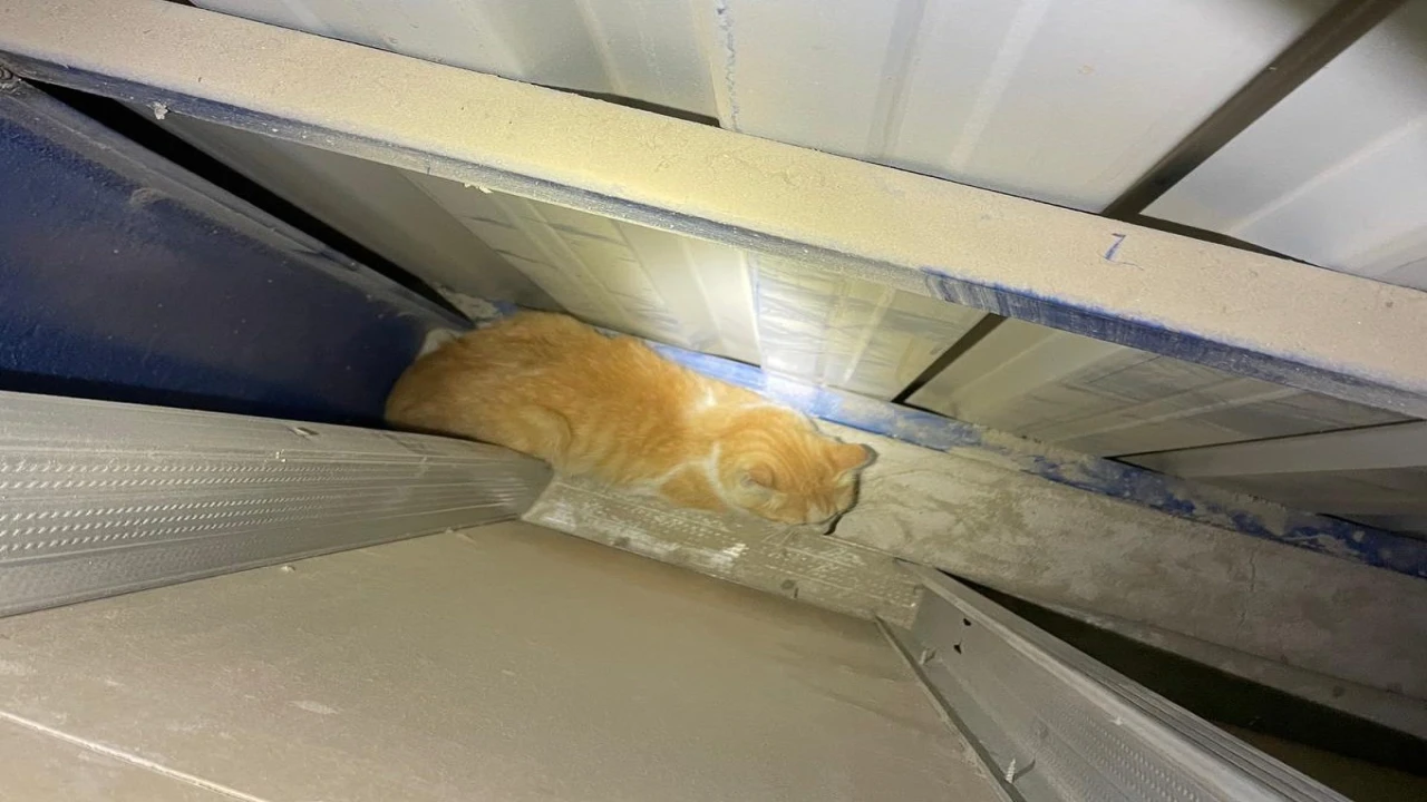 Antakyada market duvarı arasında mahsur kalan kediyi itfaiye kurtardı