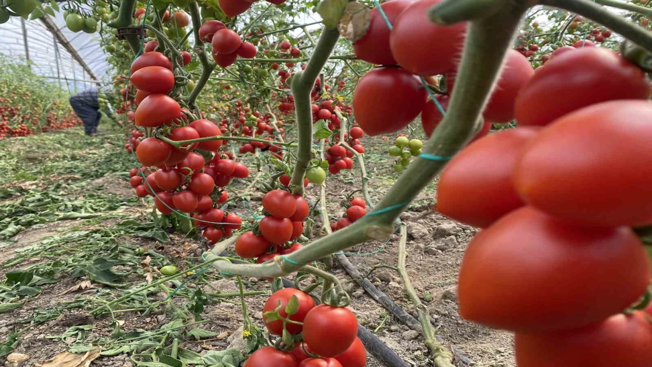 Antalya hallerinde temmuz ayında domates yıllık miktarda yüzde 47 arttı