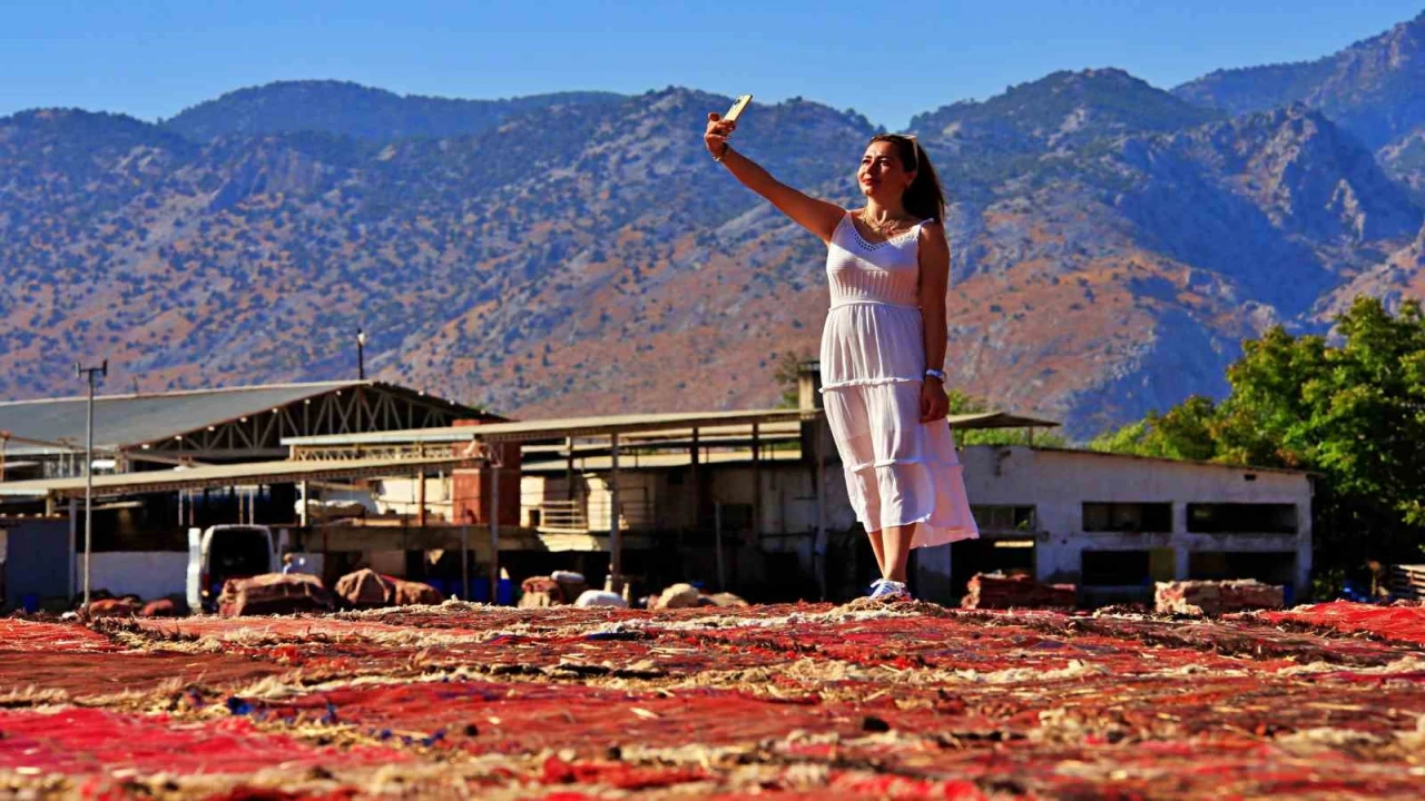 Antalyada buğday tarlalarında halı hasatı başladı