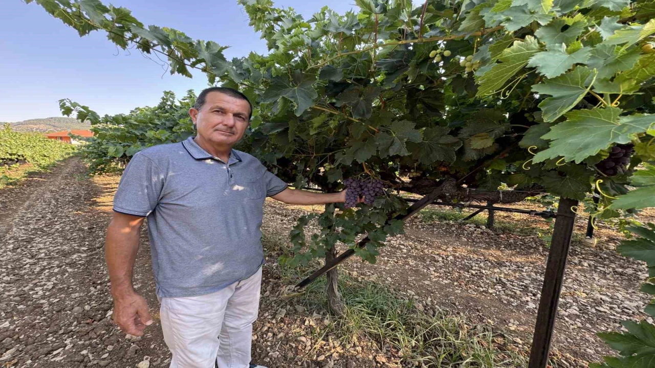 Antalyada üzümde bu yıl yüzde 25 rekolte bekleniyor