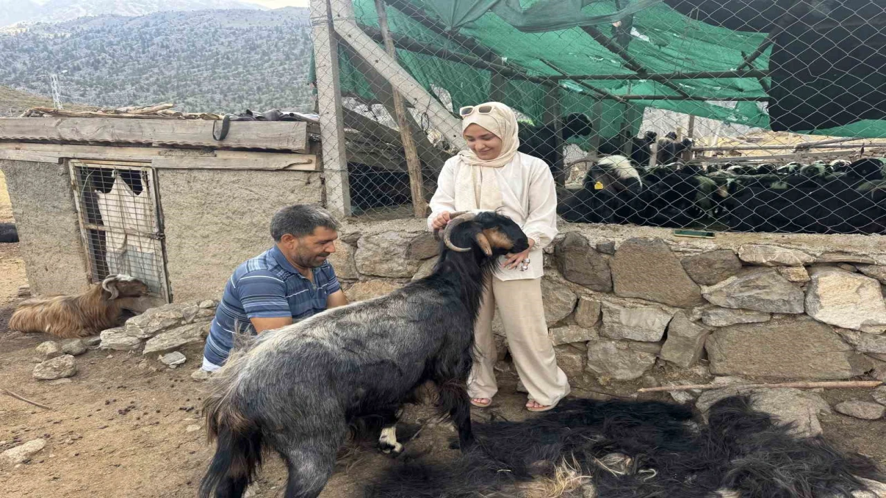 Antalyada yüzyıllardır süren Yörük kültürü keçi kıl kırkımı
