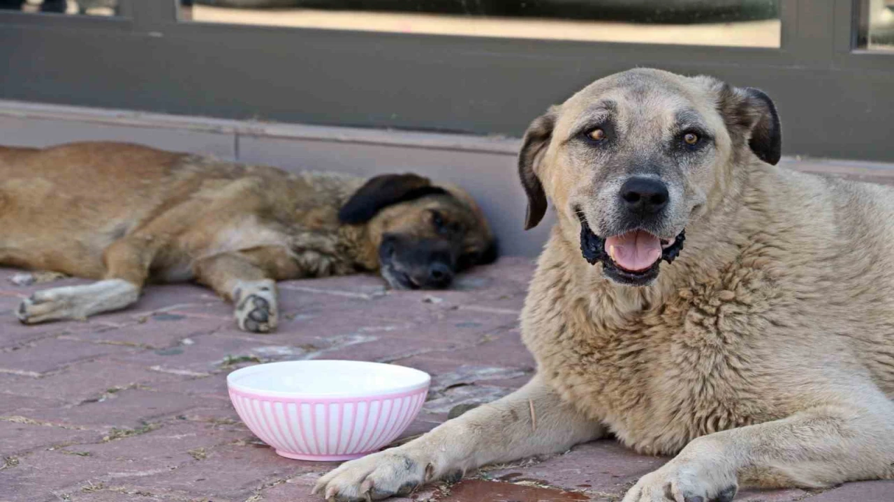 Antalyanın denizi bile yanıyor: Termometreler 45, deniz suyu 32 derece