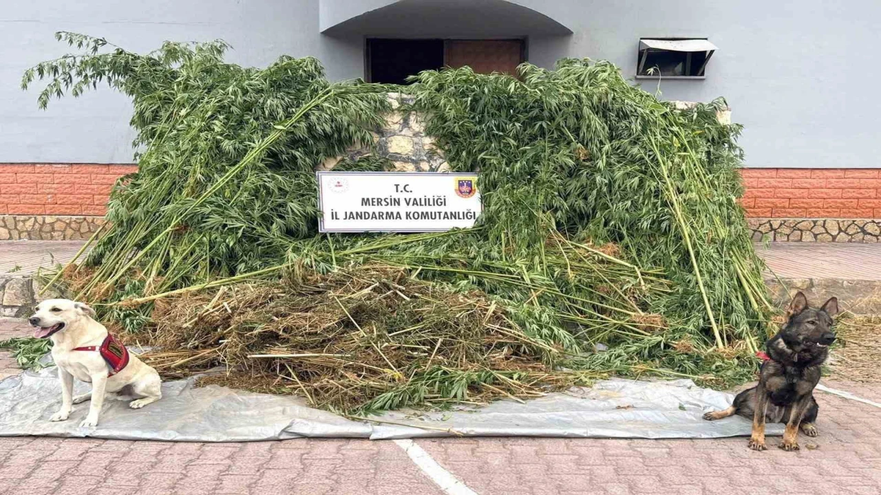 Bahçesinde kenevir yetiştiren şüpheli 45 kilo esrarla yakalandı