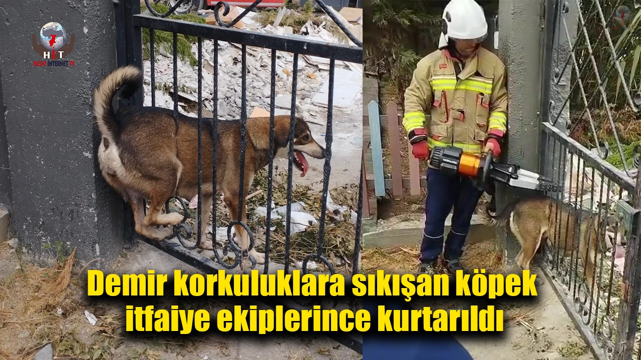 Demir korkuluklara sıkışan köpek itfaiye ekiplerince kurtarıldı