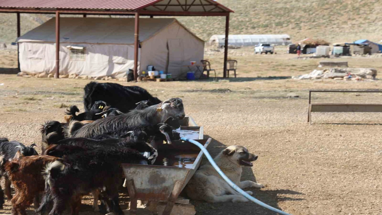 Kahramanmaraşta konargöçerler Ahır Dağı zirvesindeki yerlerini aldı