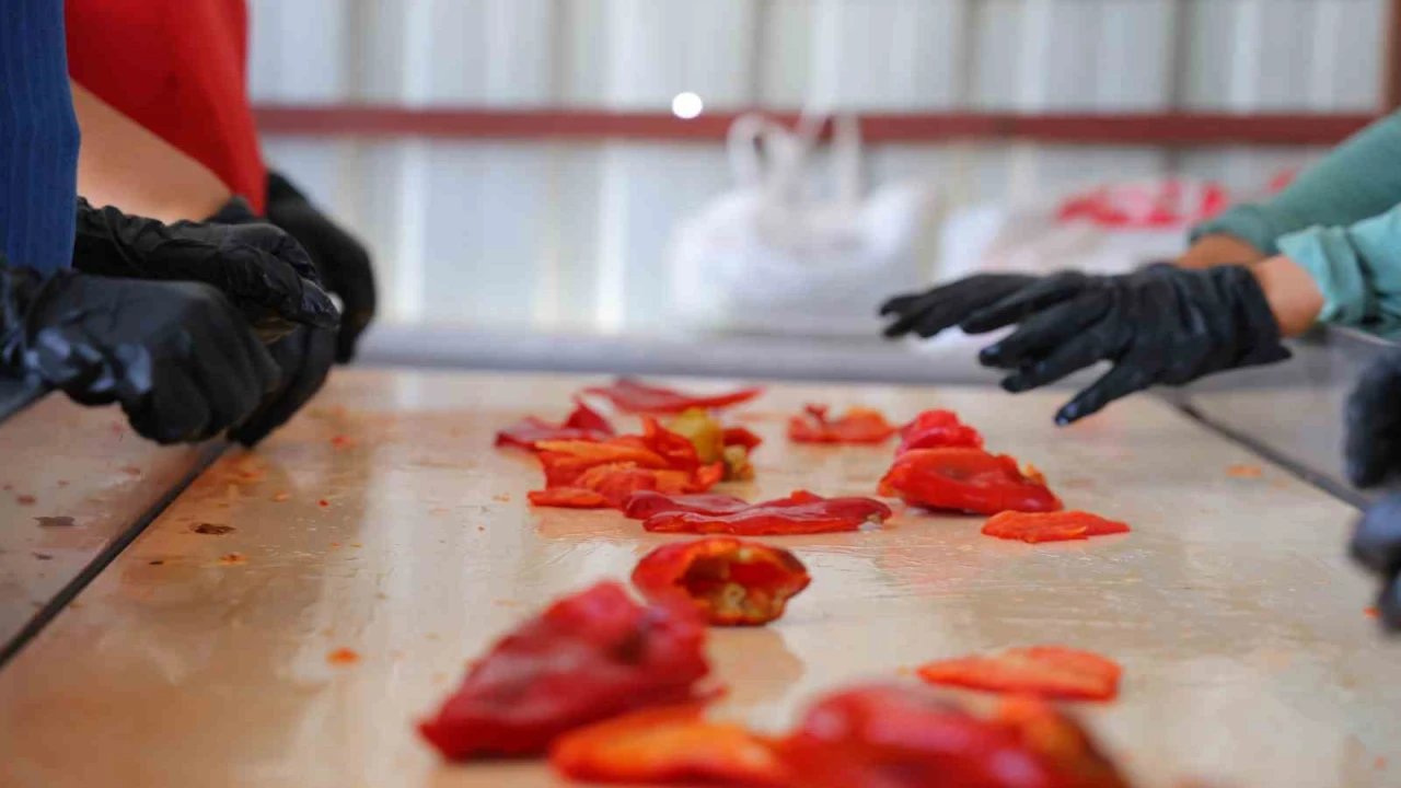 Kahramanmaraşta salça telaşı başladı: Tarladan pazara, pazardan sofralara uzanan yolculuk