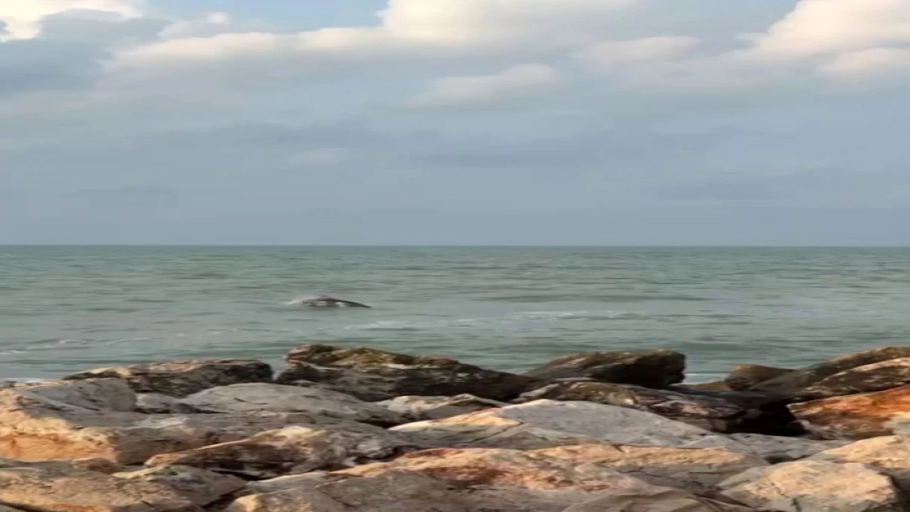 Karataşta yunuslar görüntülendi