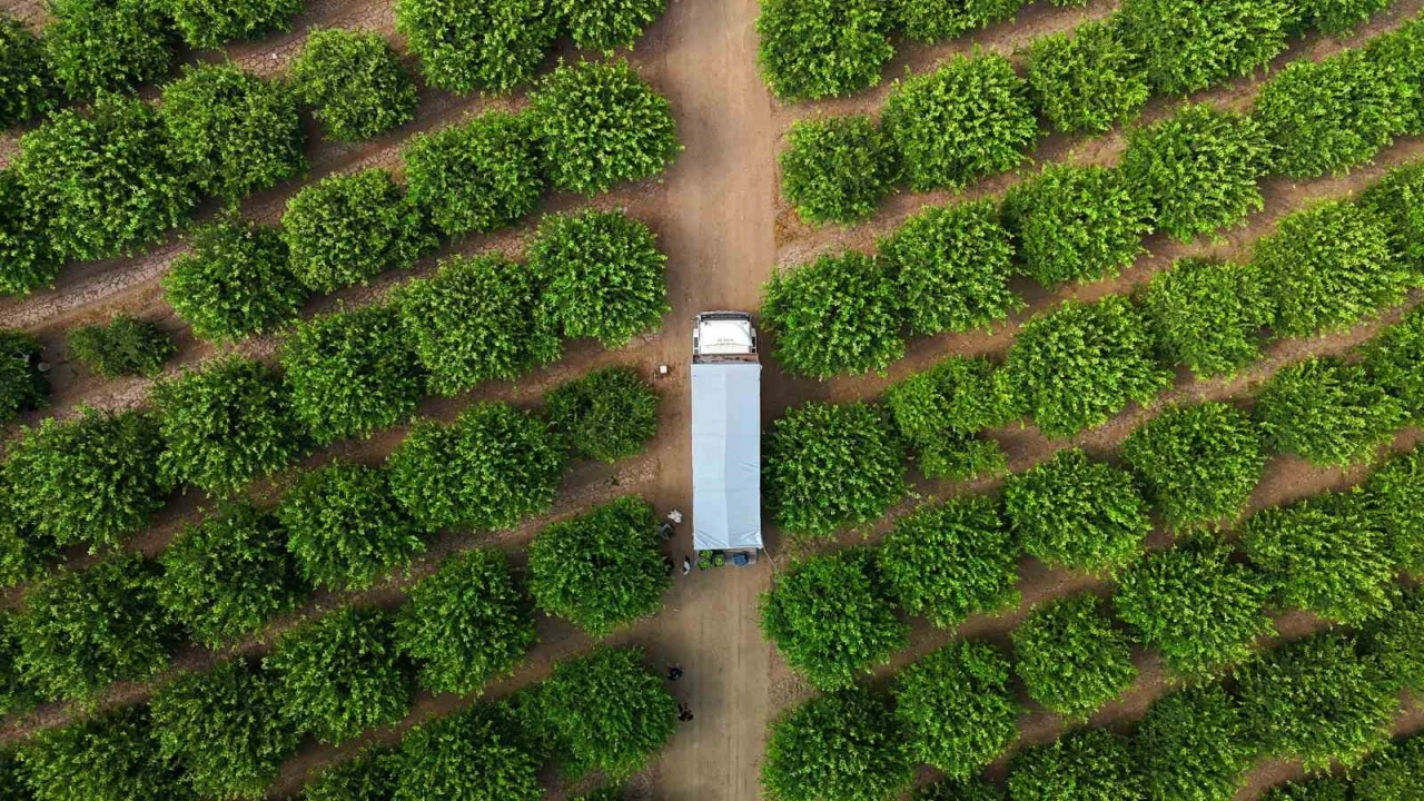 Limonda fiyatı düşürecek hasat başladı