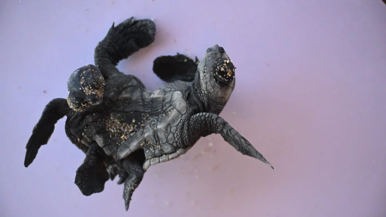 Manavgatta ender rastlanan olay: Siyam ikizi Caretta caretta yavrusu bulundu