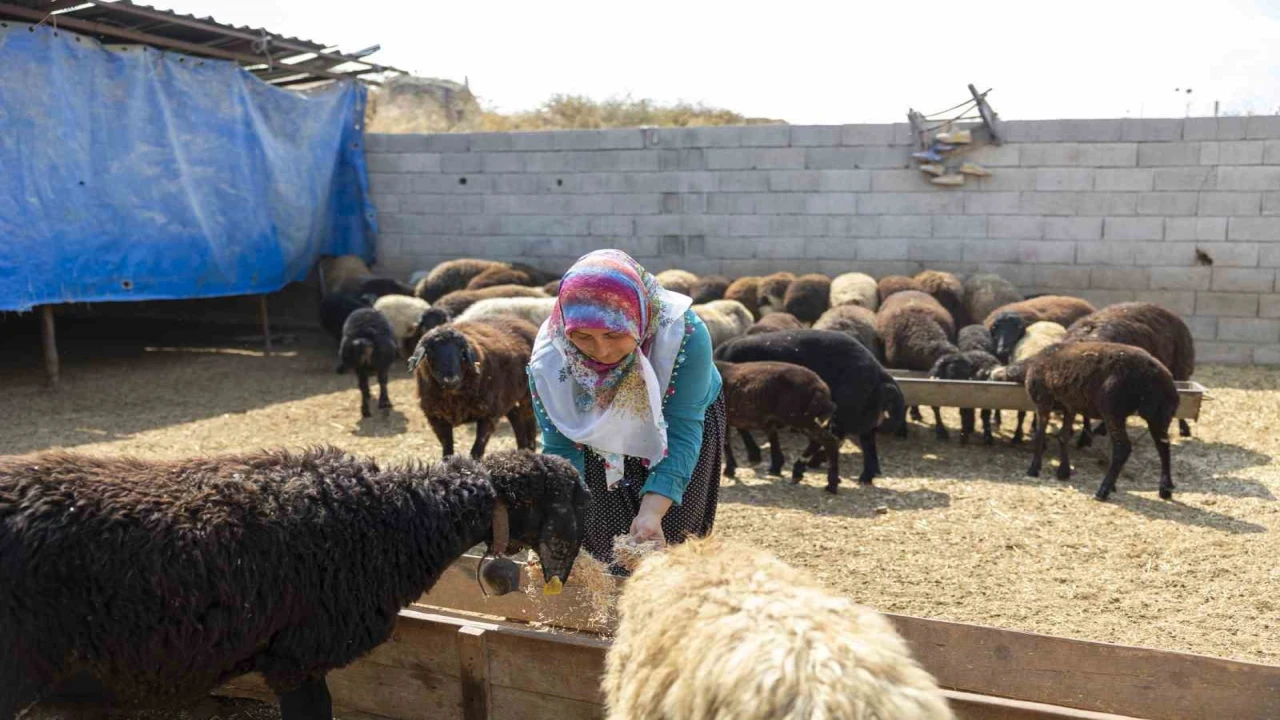 Mersinde küçükbaş hayvan ve yem desteği üreticilerin yüzünü güldürdü