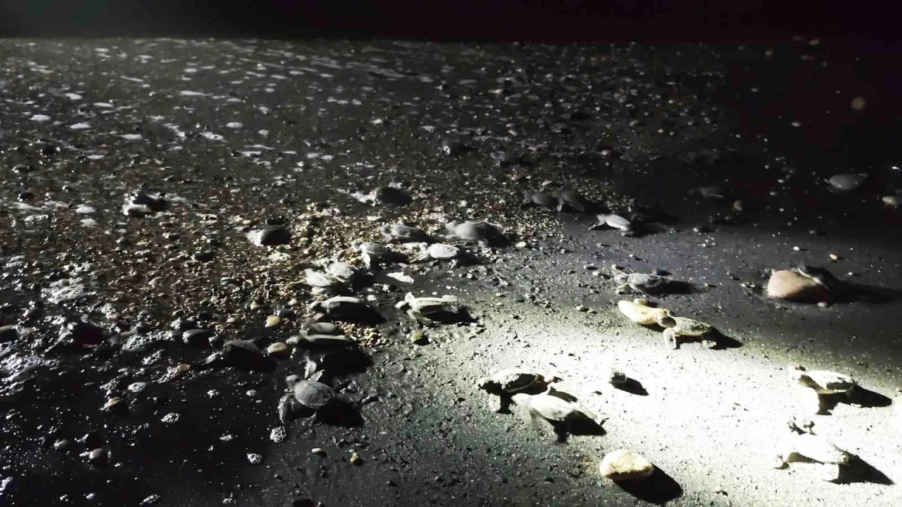 Mersinde yönünü şaşıran yavru kaplumbağalar genç gönüllüler tarafından denize ulaştırılıyor