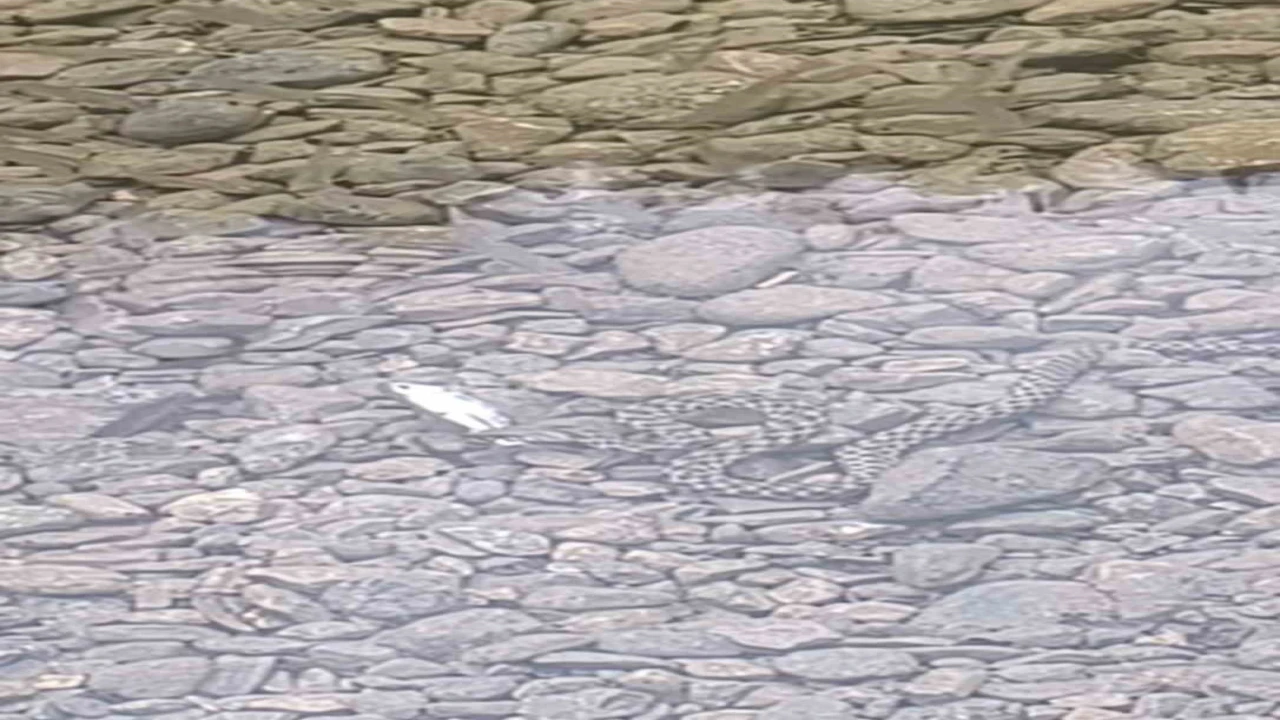 Osmaniyede yılanın balık avı kamerada