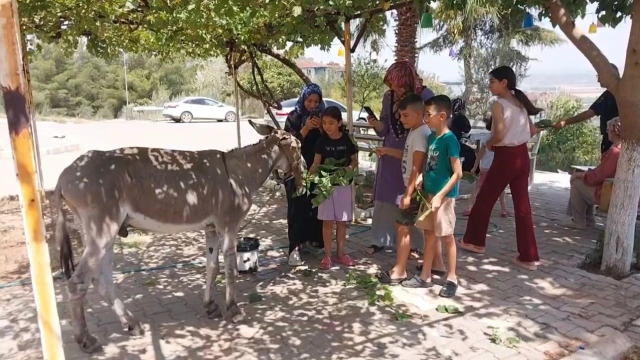 Osmaniyenin sokak misafiri eşek, şefkatli ellere emanet