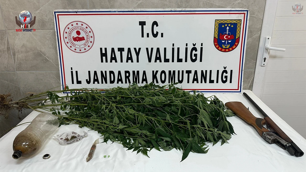 Payas’ta evinin bahçesinde hint keneviri yetiştiren şahıs yakayı ele verdi