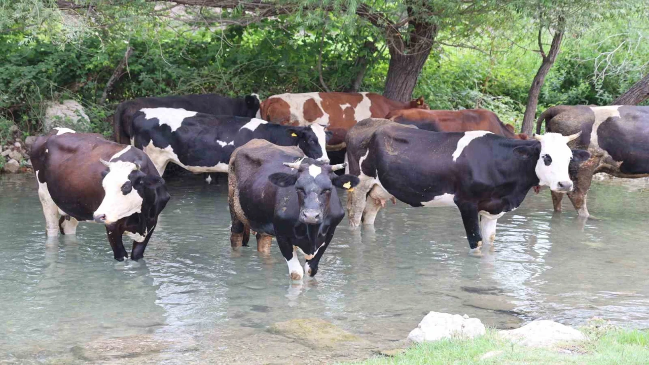 Sıcaklar bunalttı, hayvanlar suya girerek serinledi