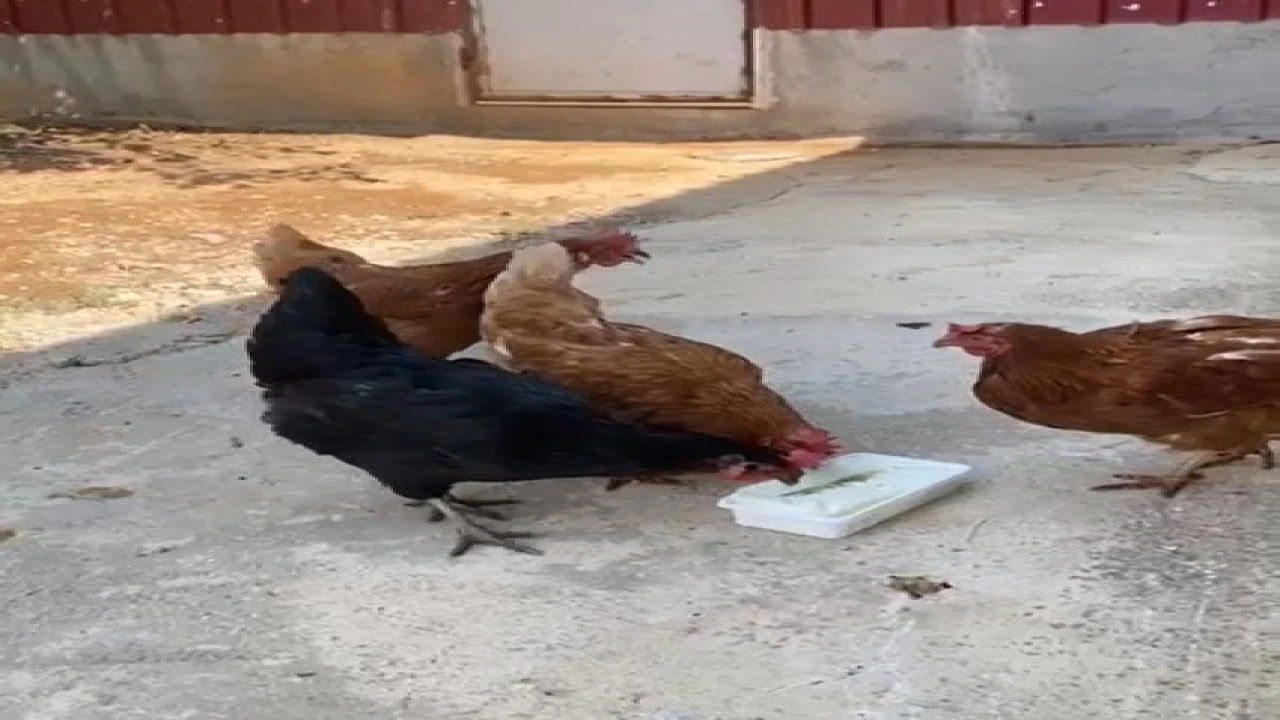 Sıcaktan bunalan tavuklarını Maraş dondurması ile serinletti