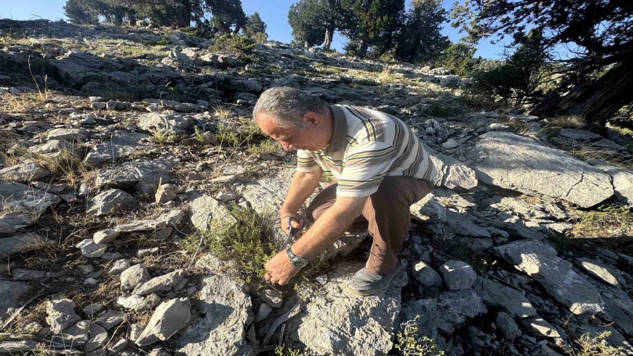 Şifalı taş kekiği için bin 800 rakımlı yaylaya çıkıyorlar