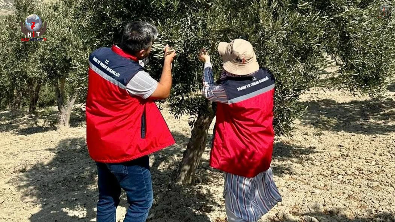 ZEYTİN ÜRETİCİLERİ BİLGİLENDİRİLDİ