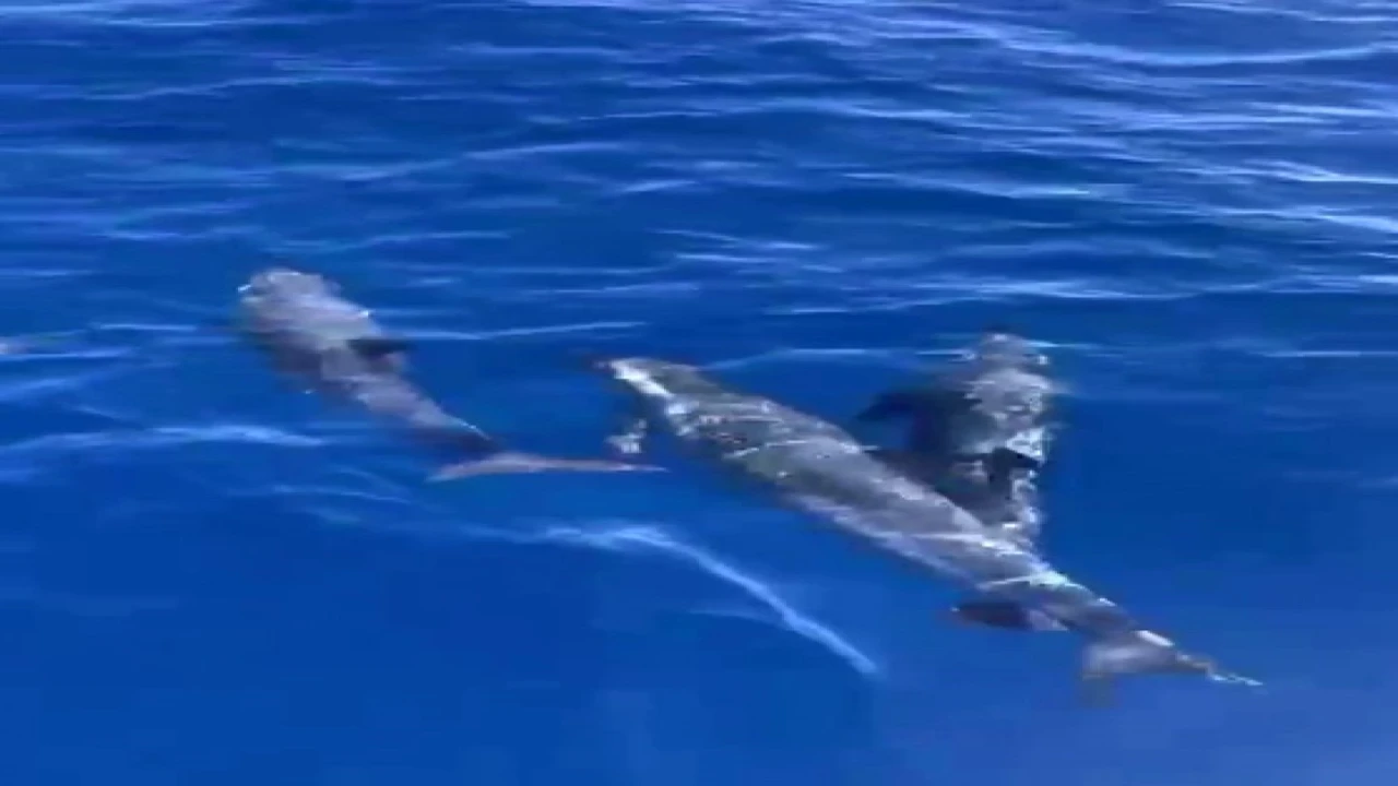 Akdenizde yunusların görsel şöleni