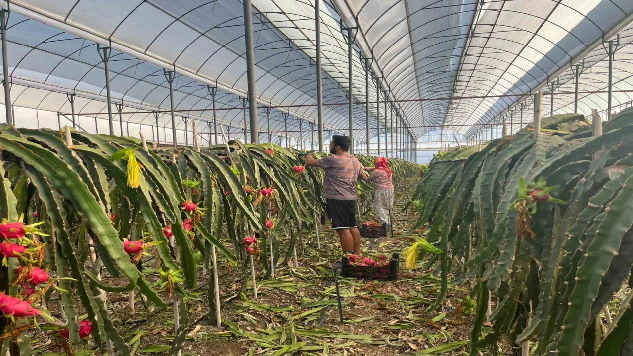 Alanyada seralarda ejder meyvesi hasadı başladı