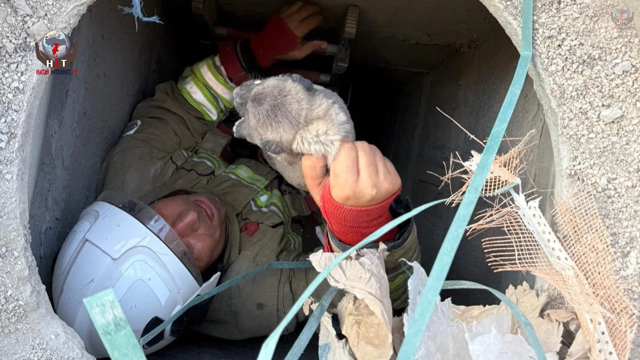 Antakyada 5 metrelik kuyuya düşen yavru köpek kurtarıldı