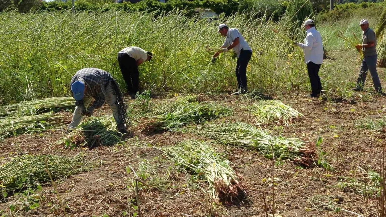 Antalyada altın susamda hasat başladı