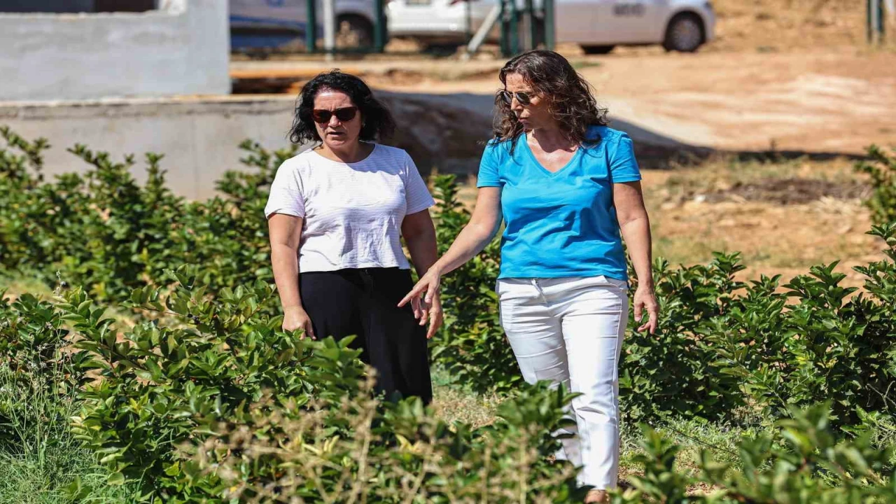 Antalyada aronya ve böğürtlen hasadı bereketi