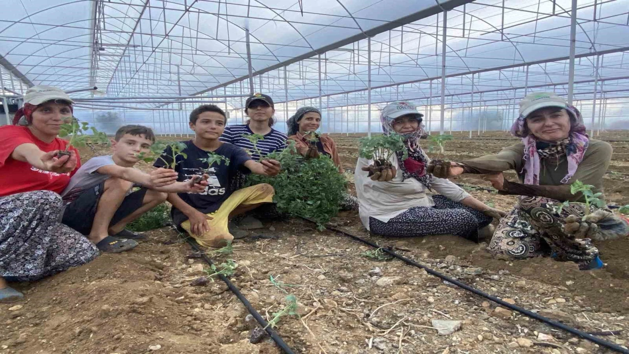 Antalyada güzlük fide dikimleri başladı