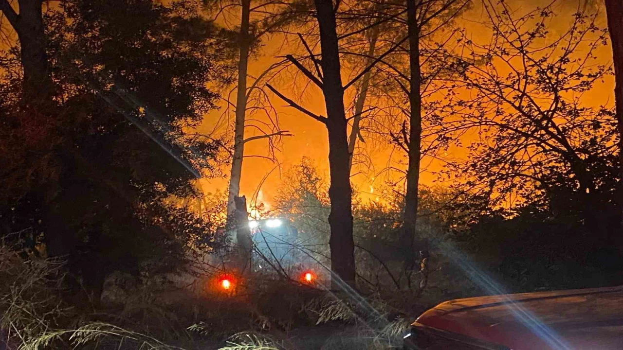 Antalyada ormanlık alanda yangın