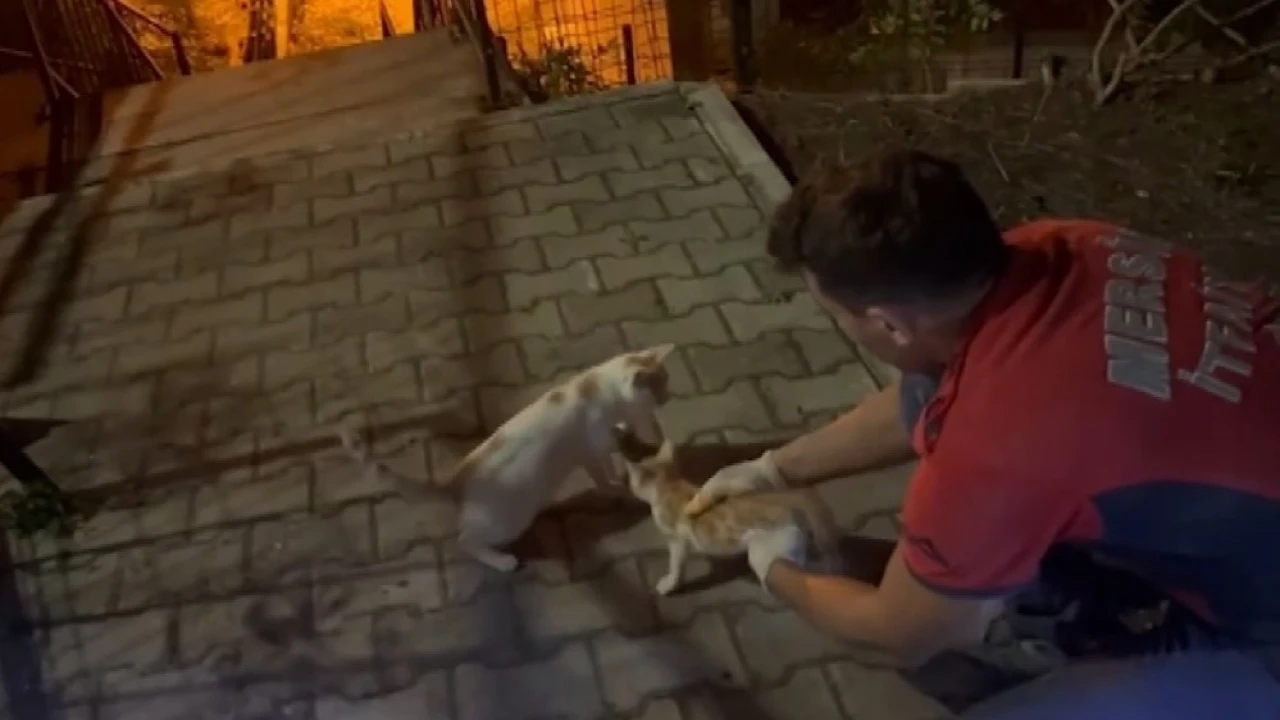 Beton blok arasında sıkışan yavru kediyi itfaiye ekipleri kurtardı