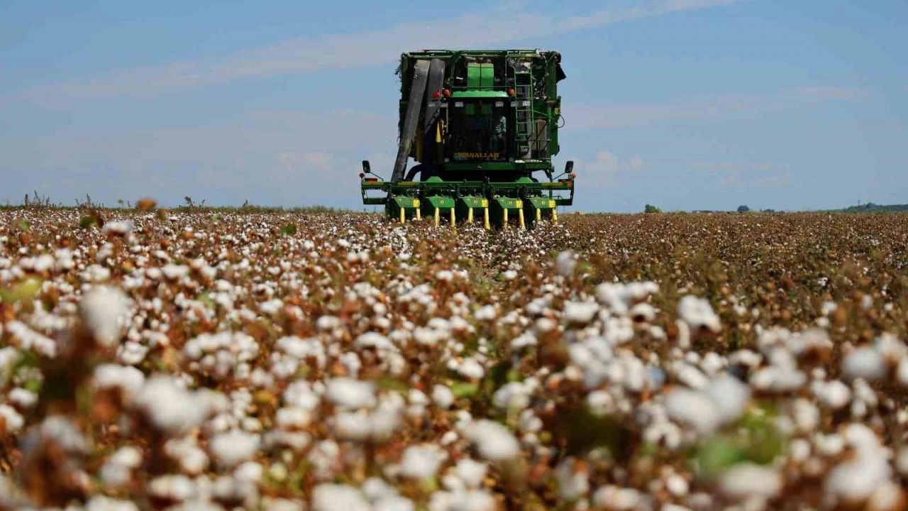 Bir dönemin beyaz altını, pamukta hasat başladı