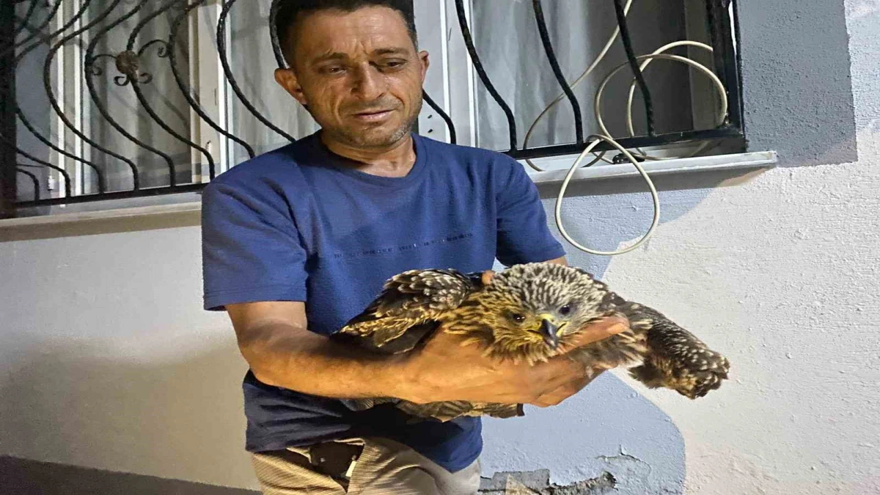 Bulduğu şahine ciğer dürüm söyledi