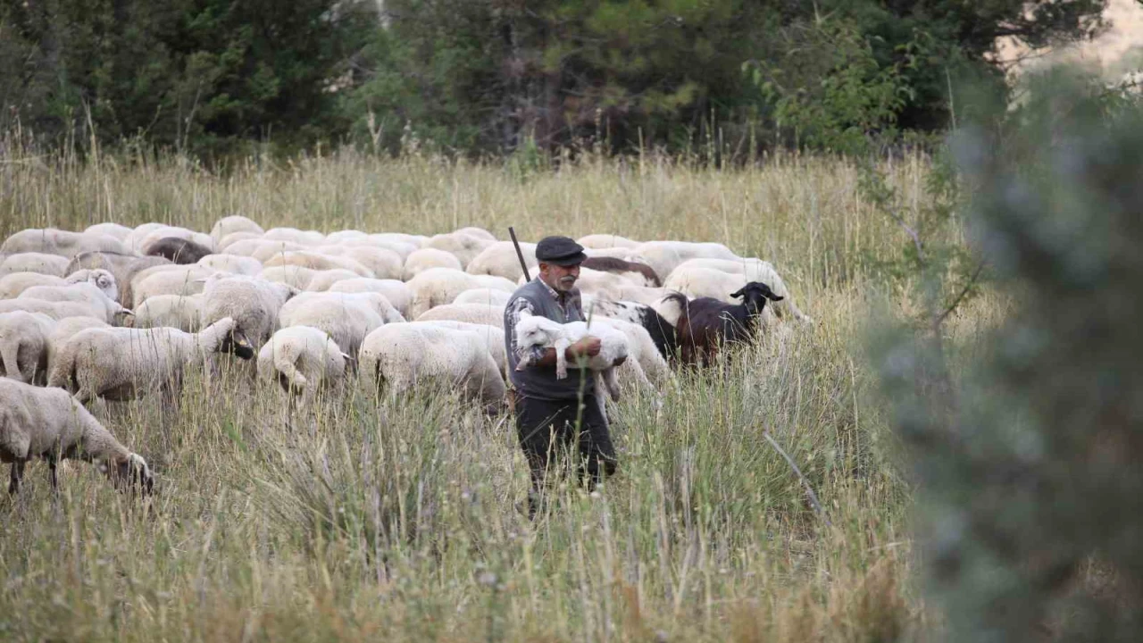 Burdurun dağlarında yarım asırdır koyunların peşinde