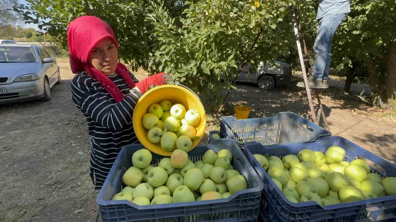 Elma diyarı Eğirdirde hasat başladı, kuraklık rekolteyi vurdu