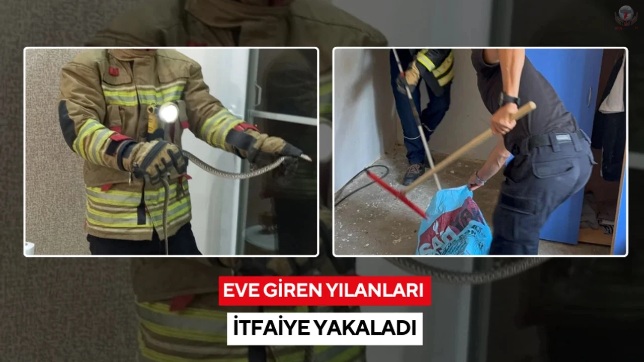 Erzin ve İskenderunda eve giren yılanları itfaiye yakaladı