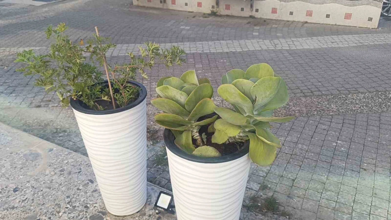 Gözüne kestirdiği saksıdaki çiçeği sökerek götürdü