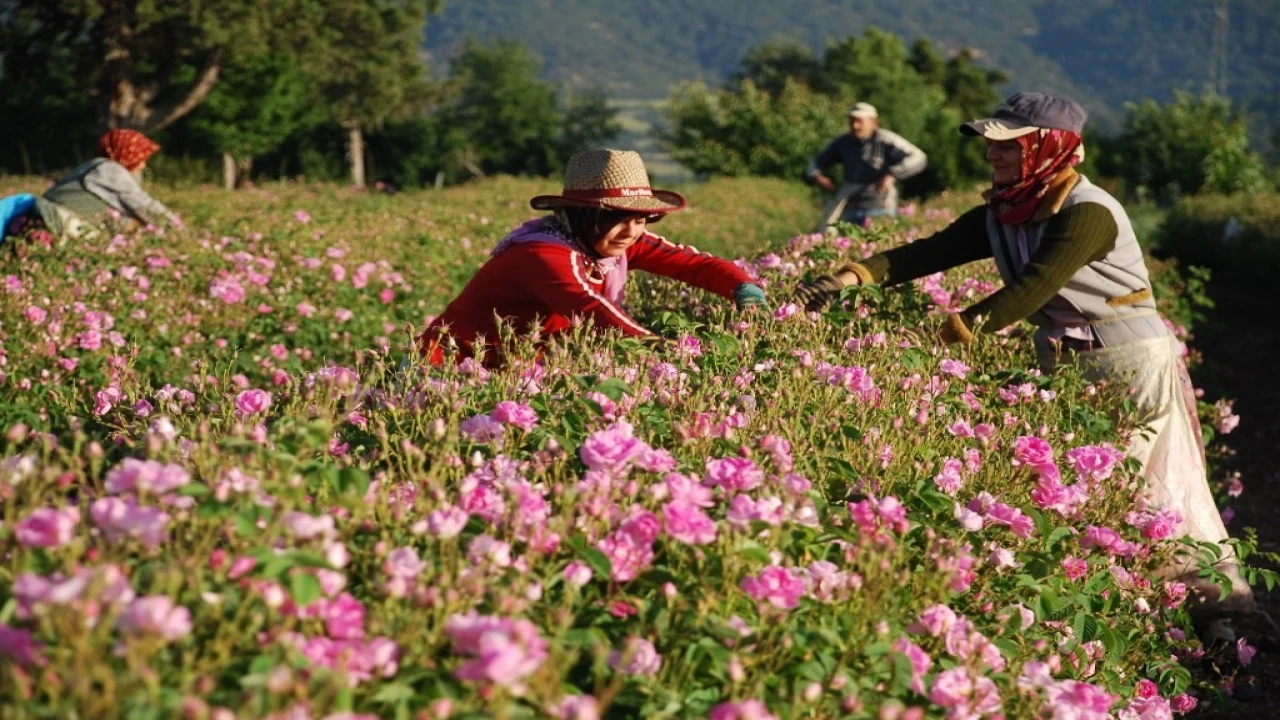 Gül çiçeği taban fiyatı 100 lira olarak açıklandı
