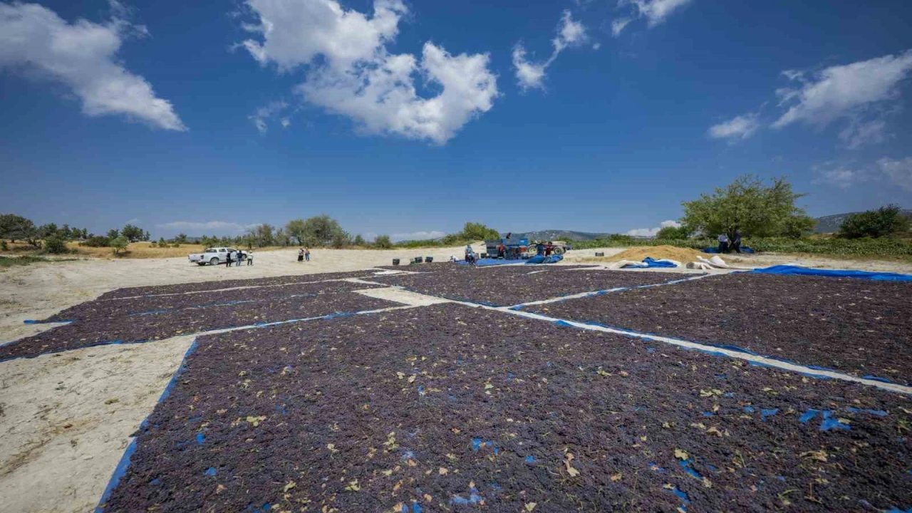 Gülnar kuş üzümü tescil ile değer kazandı