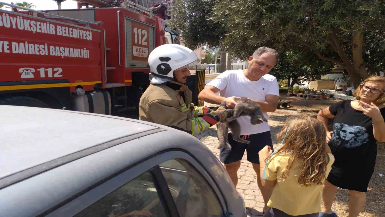 Hatayda palmiyede mahsur kalan kedi ekipler tarafından kurtarıldı
