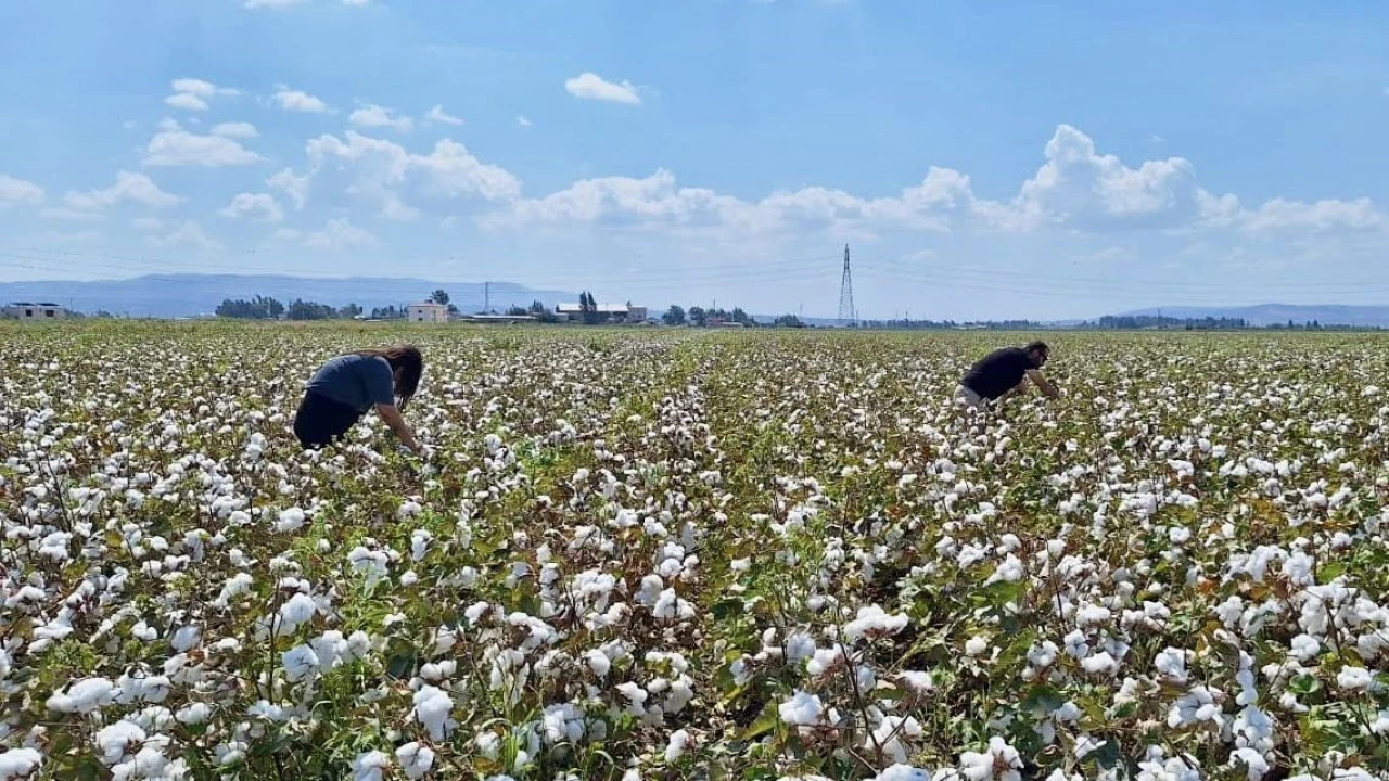 Hatayda pamuk ve soya ekili araziler kontrol edildi