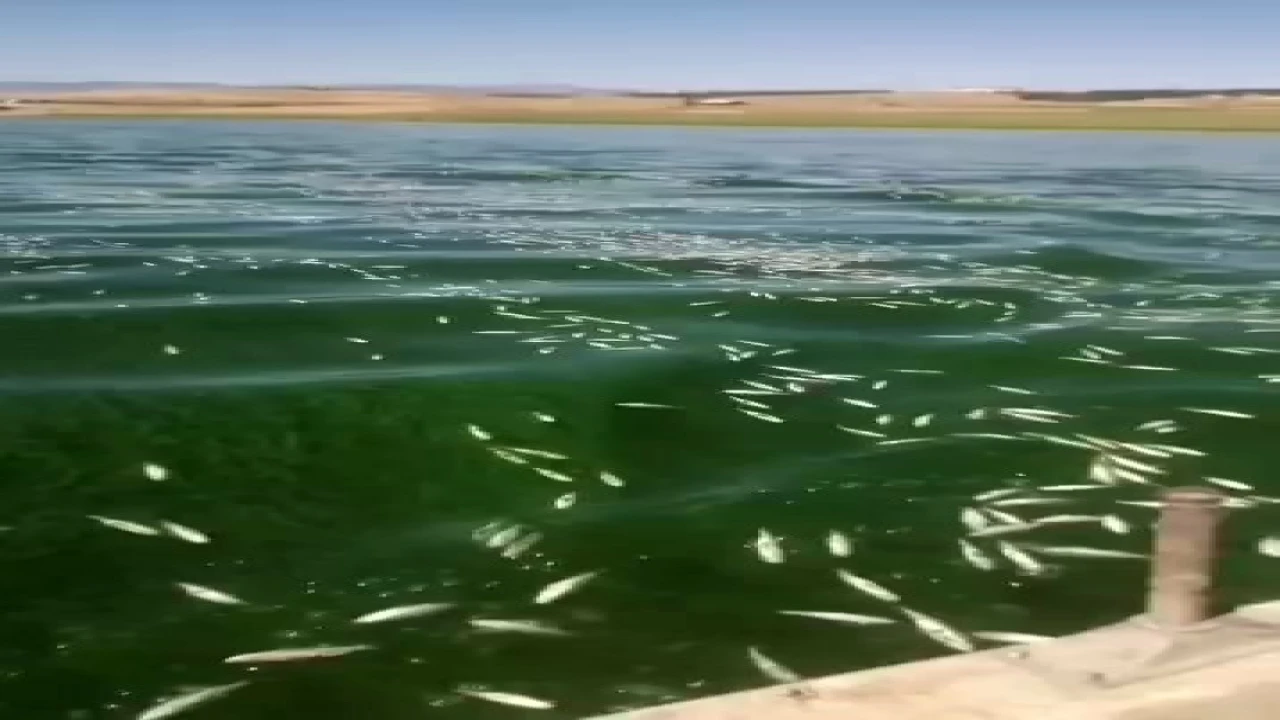 Kahramanmaraşta balık ölümleri